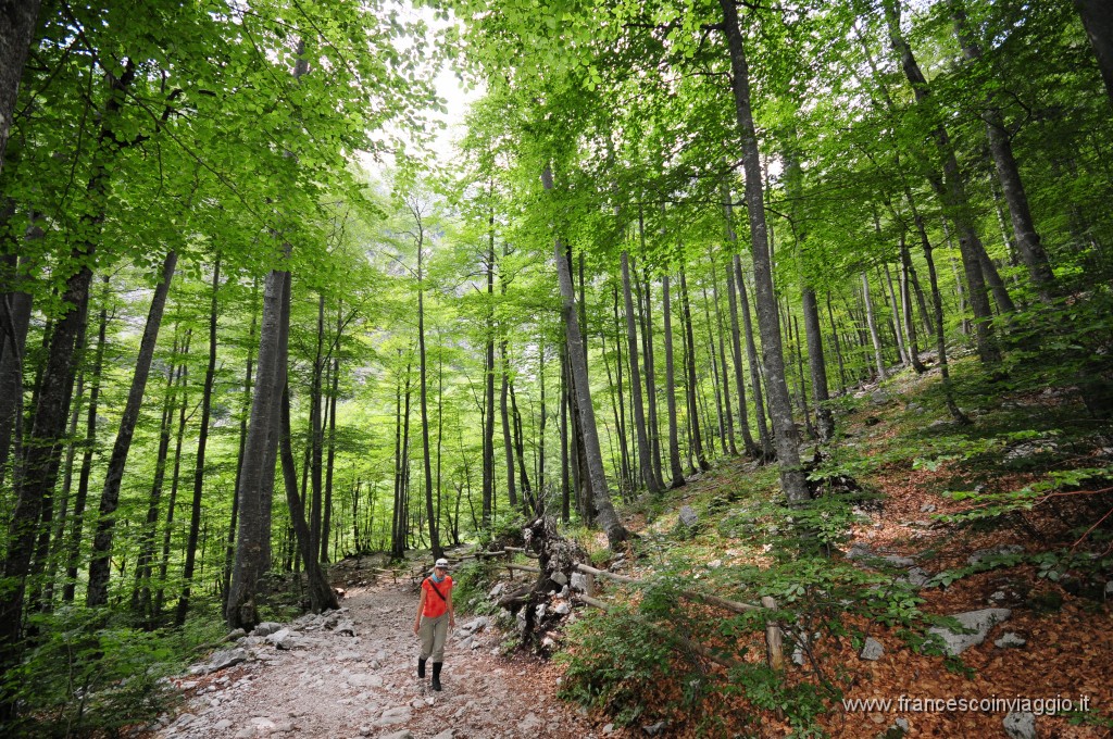 Parco Ambientale  Logarska Dolina - Cascate di Rinka 2011.08.01_5.JPG